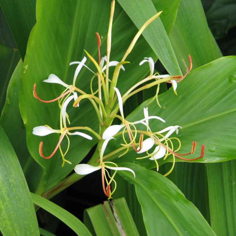 Hedychium spicatum (Flowering)