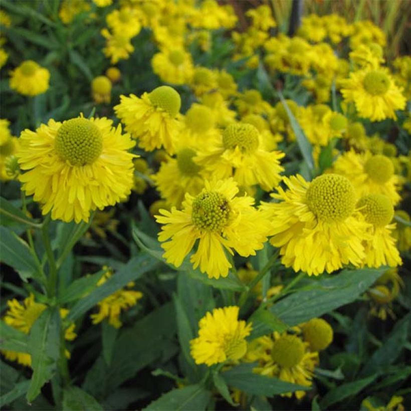 Hélénium Double Trouble - Hélénie jaune (Flowering)