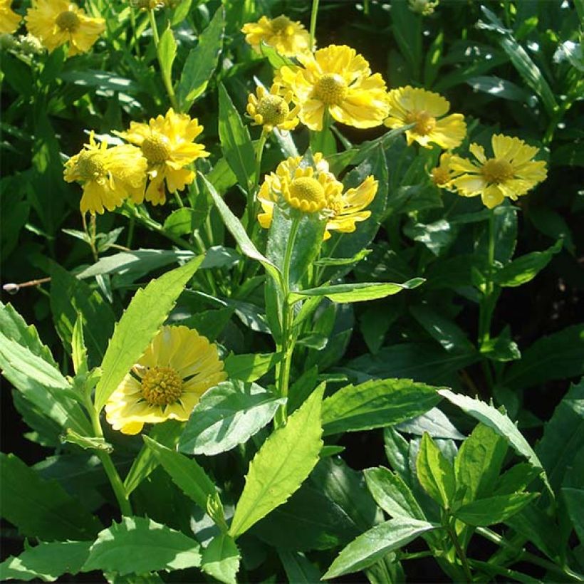 Hélénium Double Trouble - Hélénie jaune (Plant habit)