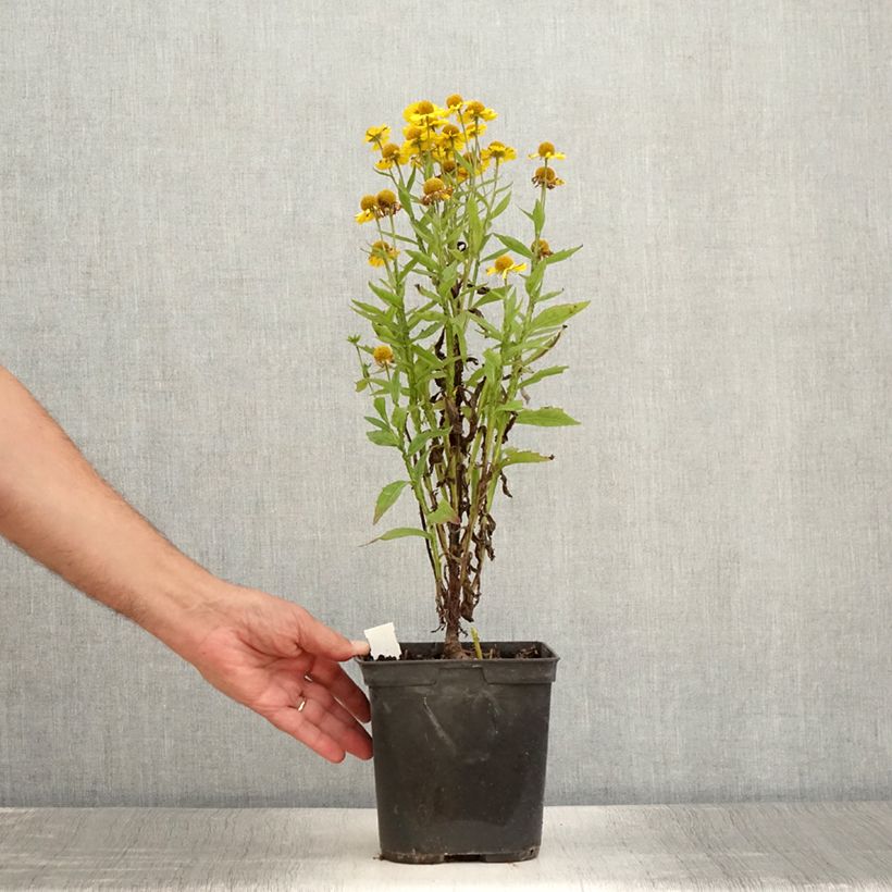 Example of Hélénium Double Trouble - Hélénie jaune Pot de 2L/3L as you get in ete