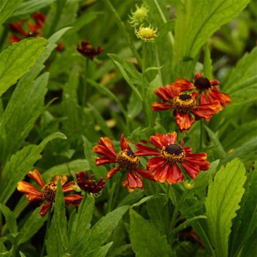 Helenium Flammendes Katchen - Hélénie (Flowering)