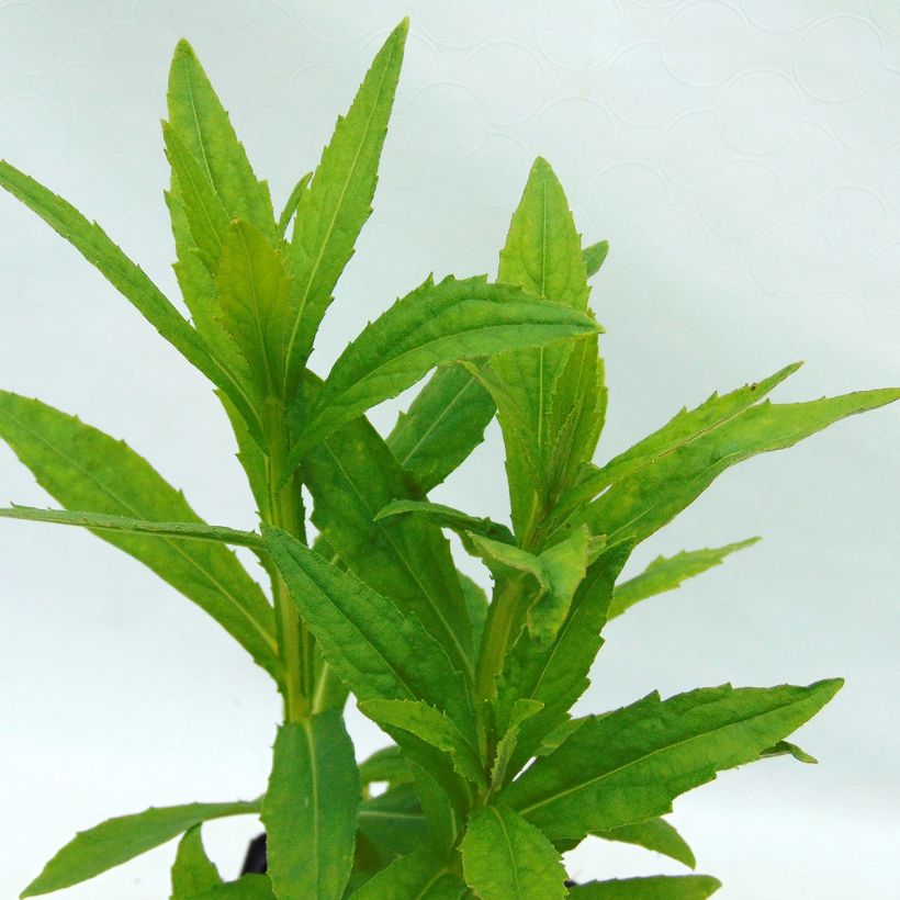 Helenium Poncho - Hélénie hybride (Foliage)