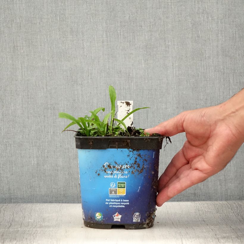 Example of Helenium Ruby Tuesday - Hélénie rouge rubis Pot de 2L/3L as you get in ete