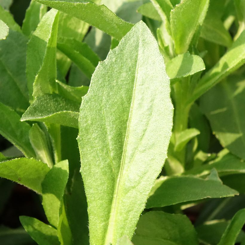 Helenium Short'n 'Sassy - Hélénie jaune orangé. (Foliage)
