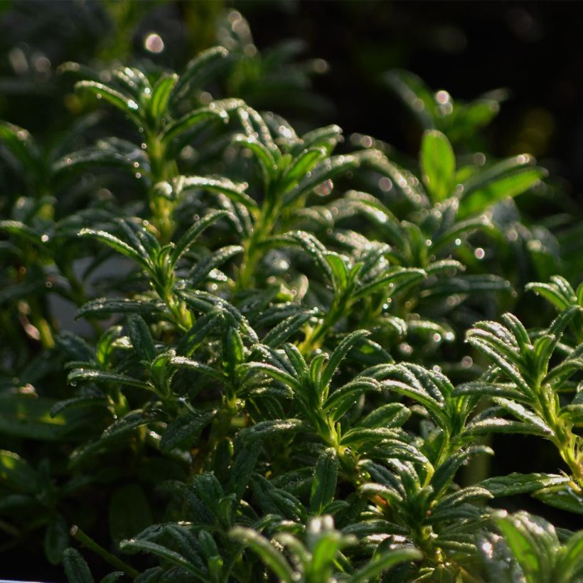 Helianthemum Hartswood Ruby - Hélianthème rouge framboise et rubis (Foliage)