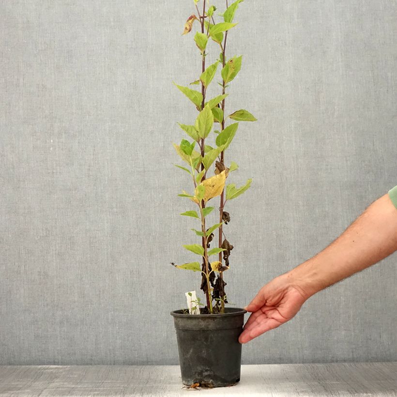Example of Helianthus Sunshine Daydream - Soleil vivace Pot de 2L/3L as you get in ete