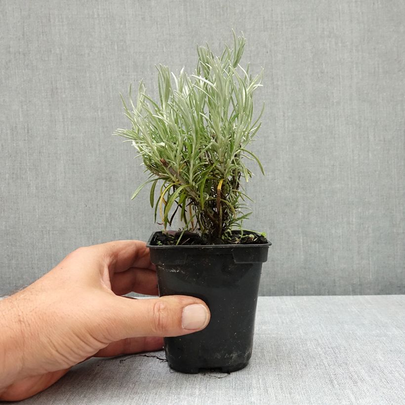Example of Helichrysum angustifolium Tall Curry - Plante curry Godet de 8/9 cm as you get in ete