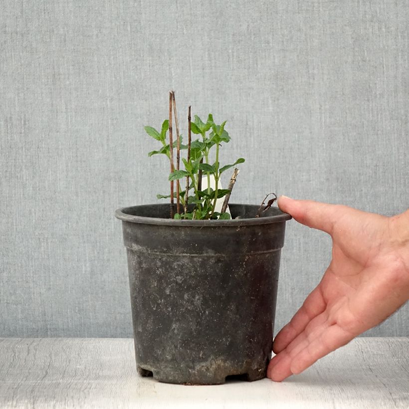 Example of Heliopsis helianthoides Asahi - Héliopsis faux-héliante Pot de 2L/3L as you get in ete