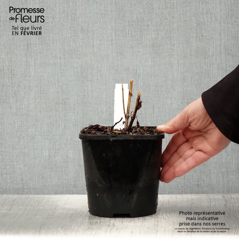 Example of Heliopsis helianthoides Funky Spinner - Héliopsis faux-hélianthe Pot de 2L/3L as you get in hiver
