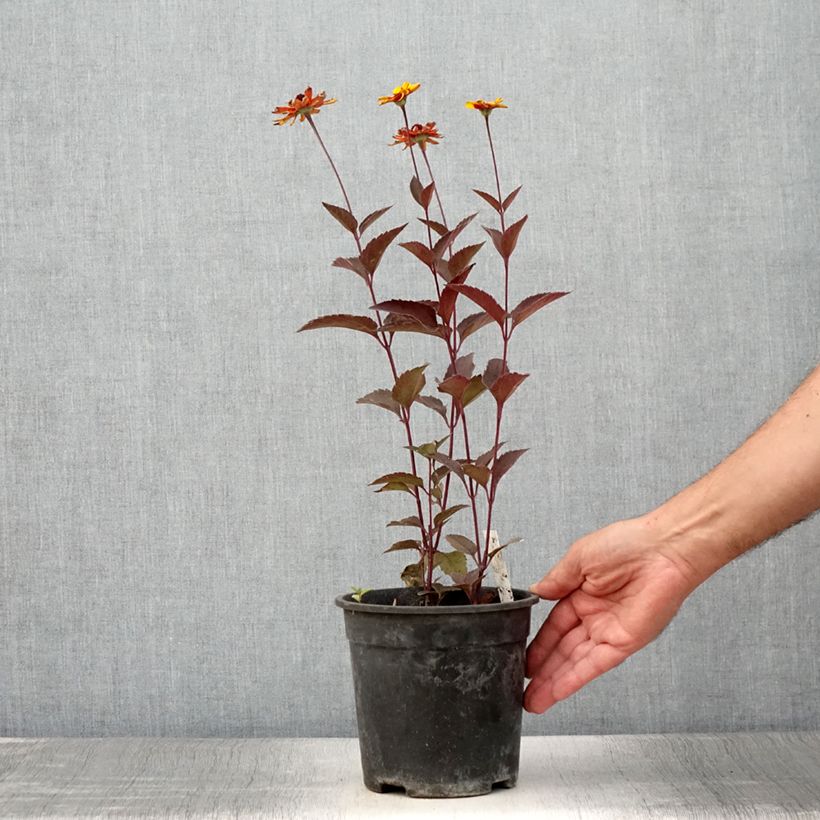 Example of Heliopsis helianthoides Sparkling Contrast - Héliopsis faux-hélianthe Pot de 2L/3L as you get in ete