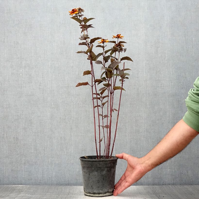 Example of Heliopsis helianthoides var. scabra Fire Twister - Héliopsis faux-hélianthe Pot de 2L/3L as you get in ete