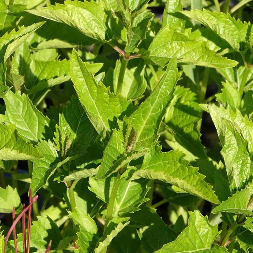Heliopsis helianthoïdes var. scabra (Foliage)