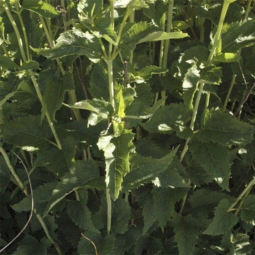 Heliopsis helianthoides Venus - Héliopsis faux-hélianthe (Foliage)