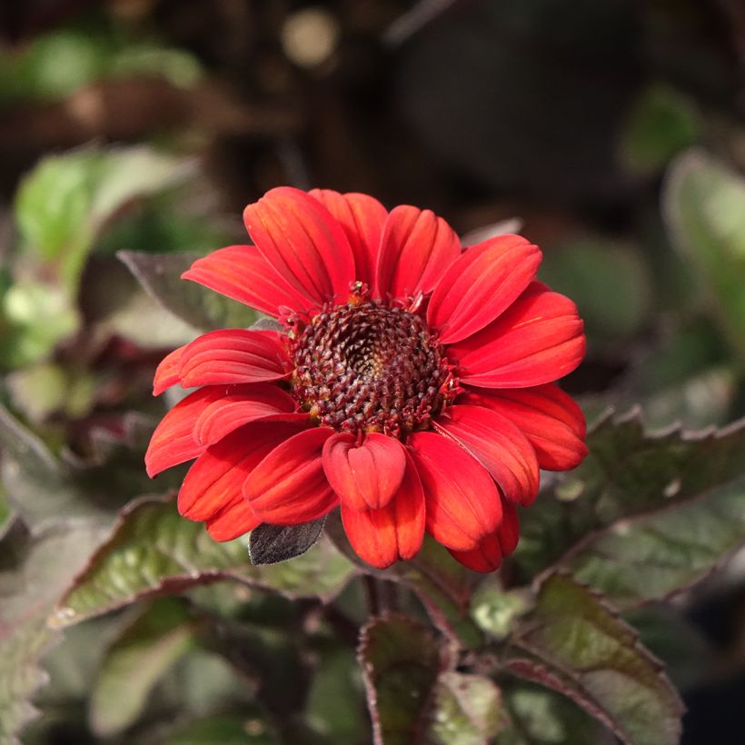 Heliopsis Luna Roja - Héliopsis faux hélianthe (Flowering)