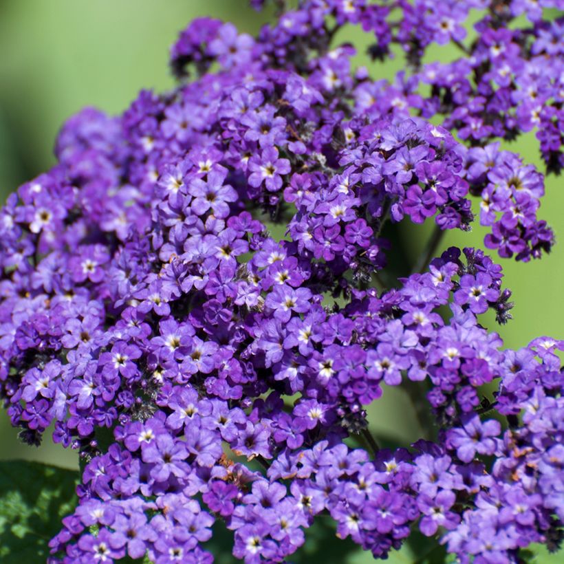 Héliotrope du Pérou Marine - Heliotropium arborescens (Flowering)