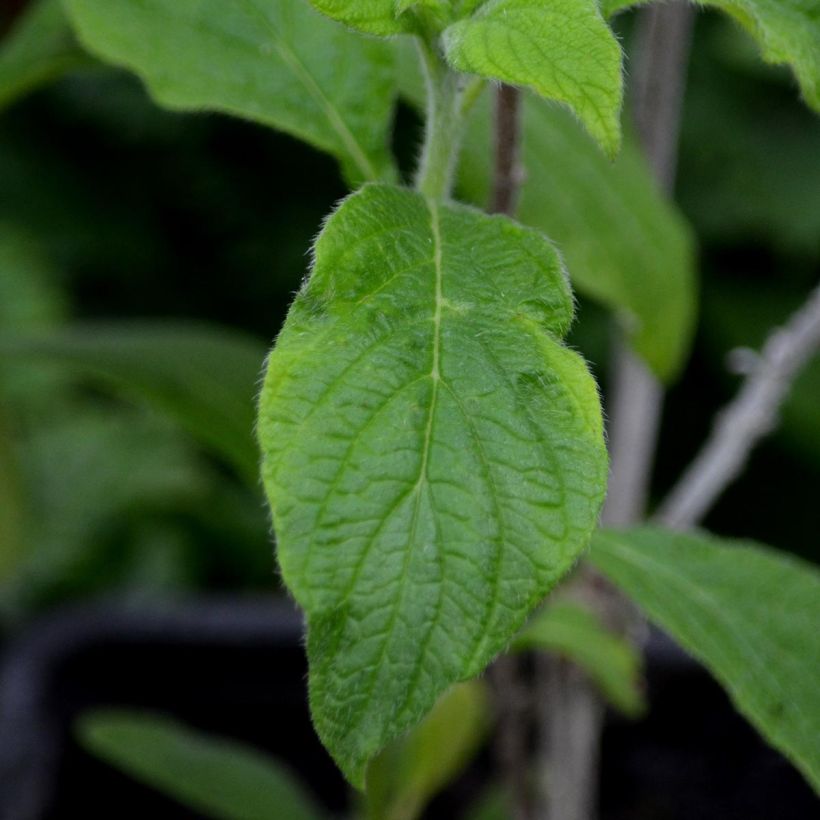 Héliotrope du Pérou Marine - Heliotropium arborescens (Foliage)
