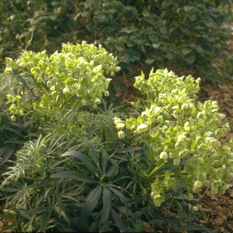 Hellébore foetidus - Hellébore fétide (Plant habit)