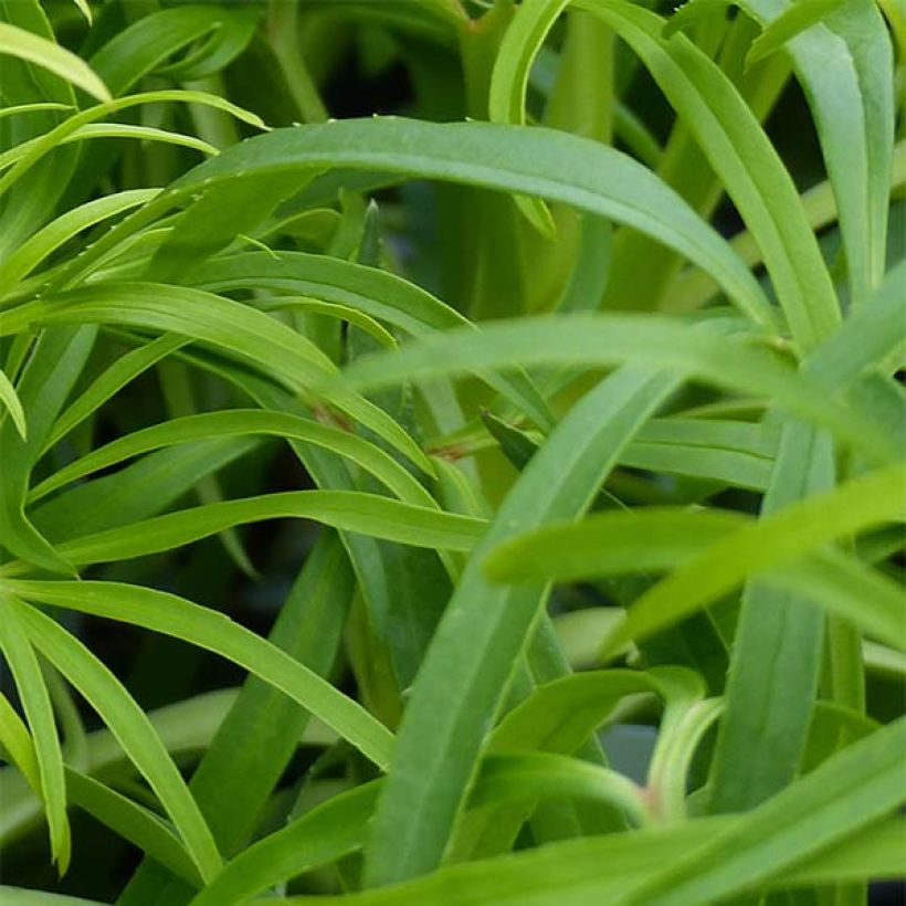 Hellébore foetidus Yellow (Foliage)