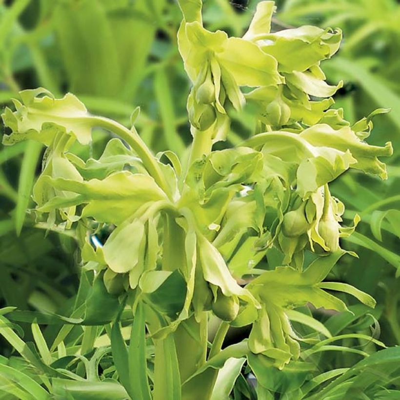 Hellébore foetidus Yellow (Flowering)