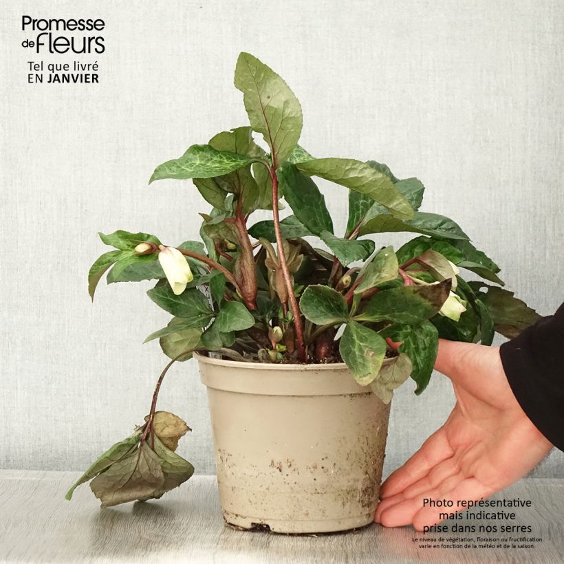 Example of Hellébore HGC Ice n' Roses Milla Marble Pot de 2L/3L as you get in hiver