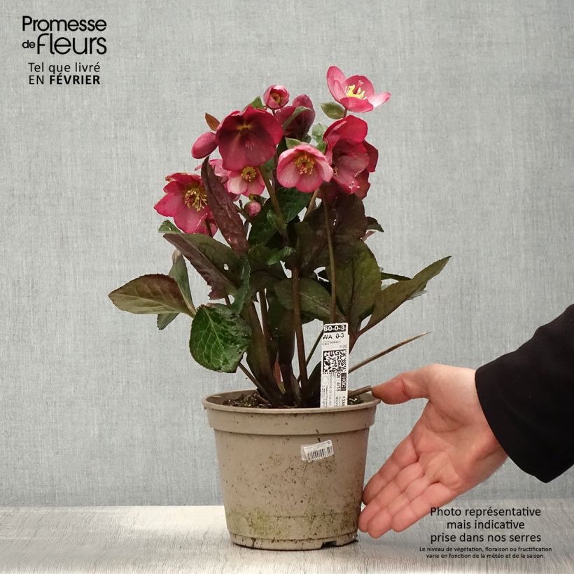 Example of Hellébore HGC Ice n' Roses Mindy Marble Pot de 2L/3L as you get in hiver