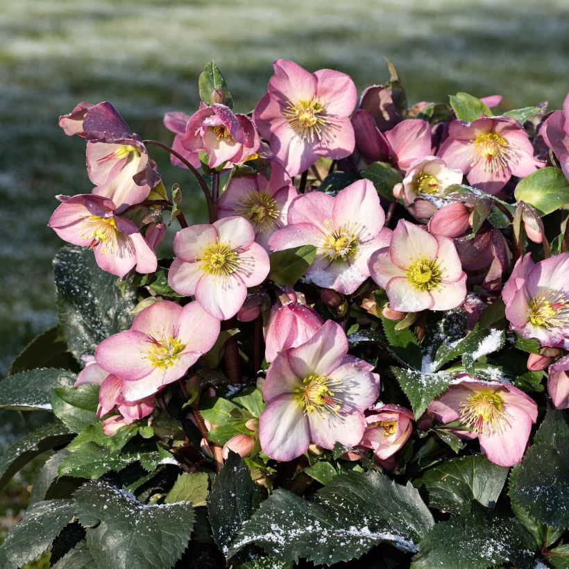 Hellébore Ice n' Roses Rosetta (Plant habit)