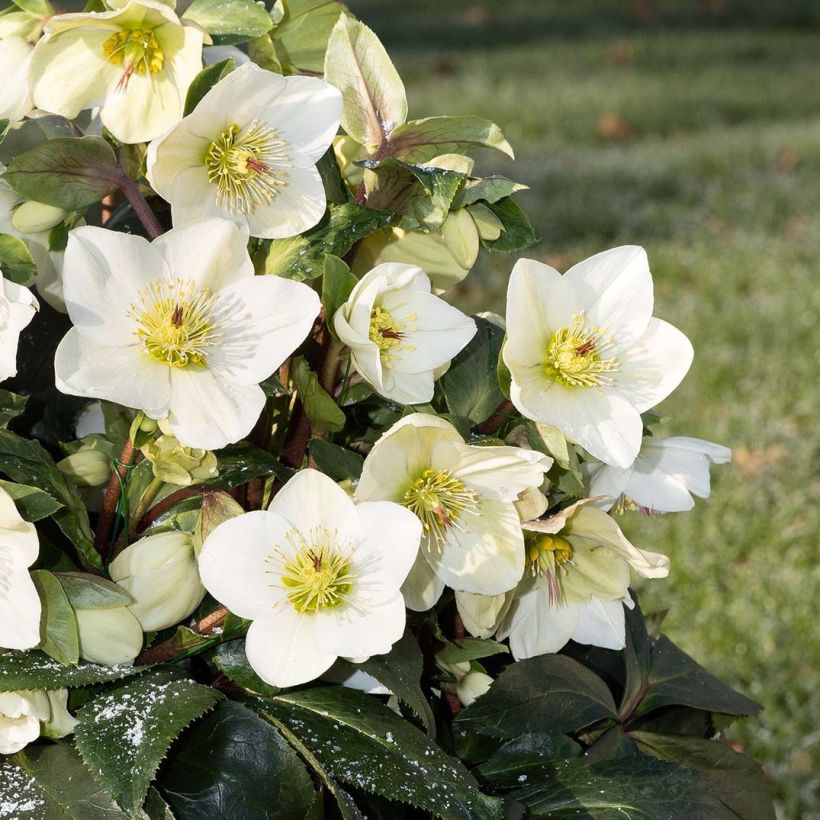 Hellébore Ice n'Roses White (Flowering)