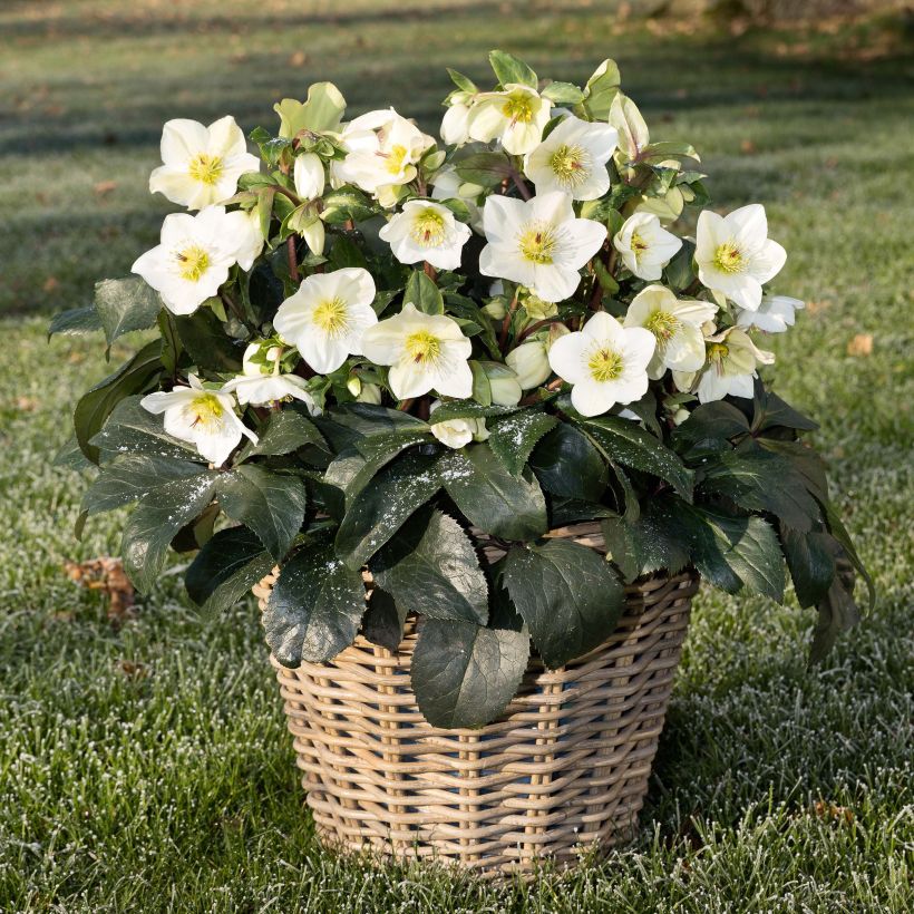 Hellébore Ice n'Roses White (Plant habit)