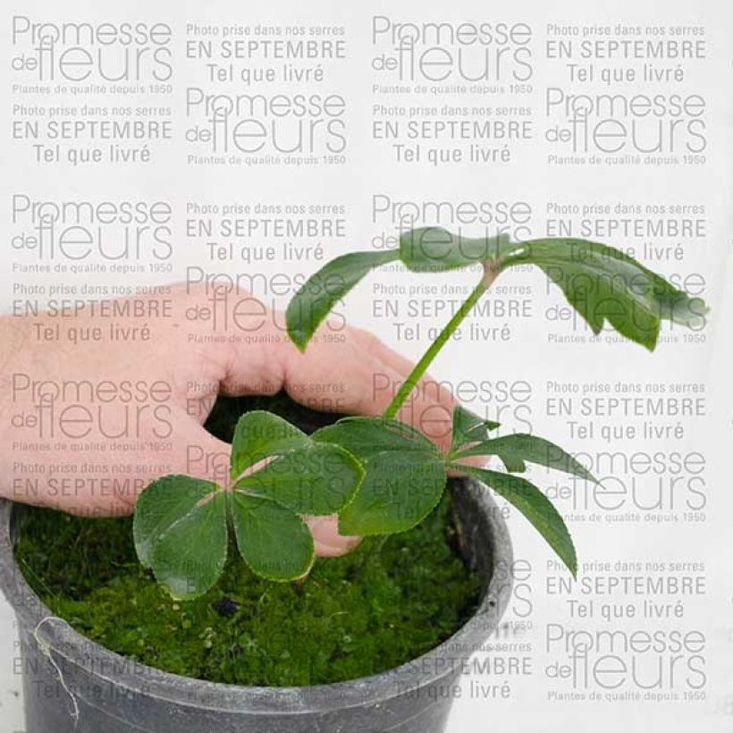 Example of Hellébore orientale Verte Pot de 2L/3L as you get