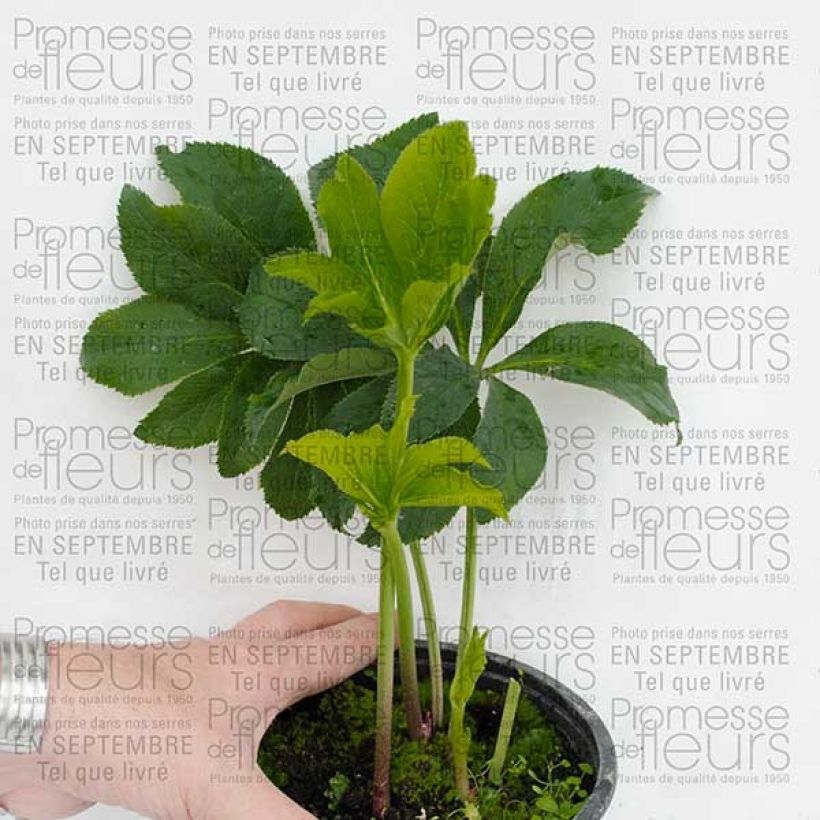 Example of Hellébore orientale Rose Pot de 2L/3L as you get