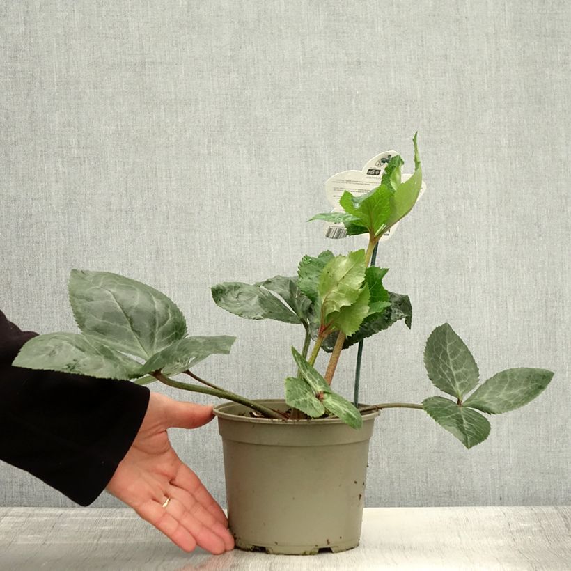 Example of Hellébore oriental ViV Bianca Pot de 2L/3L as you get in automne