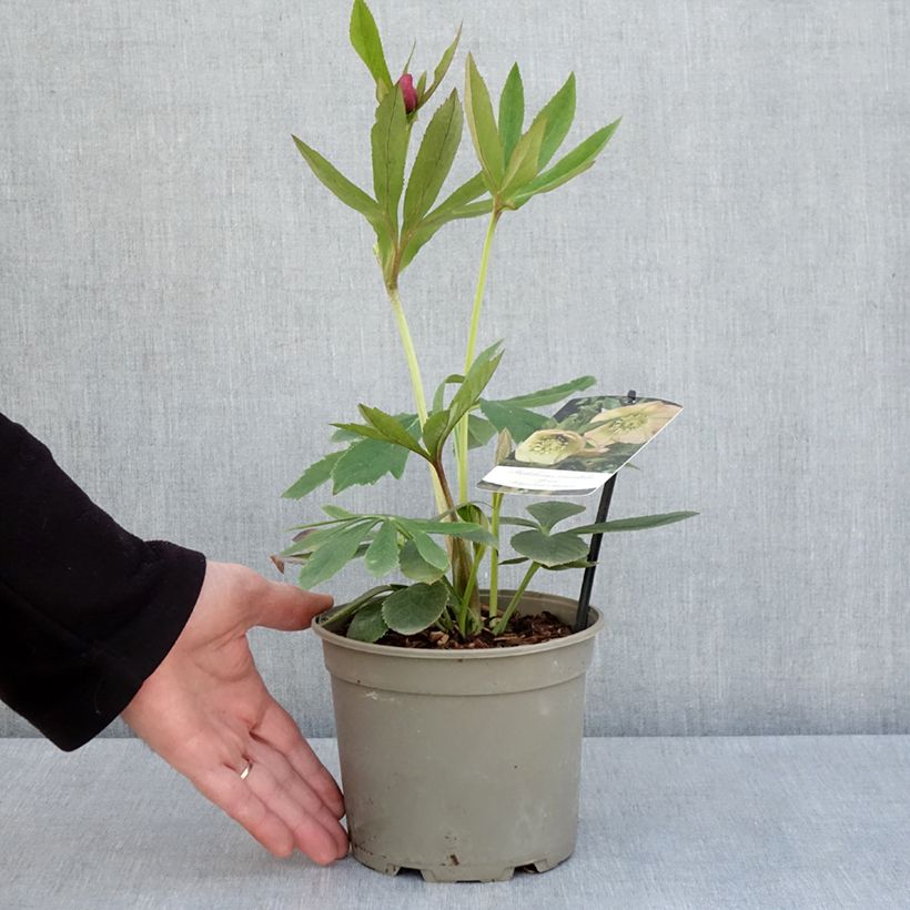 Example of Hellébore orientale Abricot Pot de 2L/3L as you get in printemps