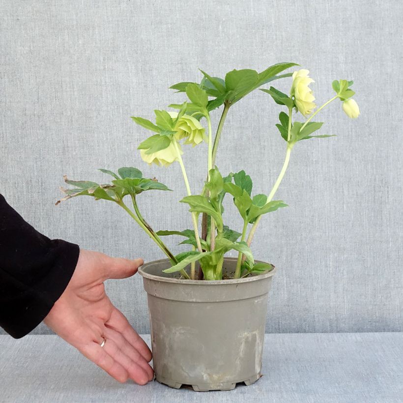 Example of Hellébore orientale Anémone Jaune Pot de 2L/3L as you get in printemps