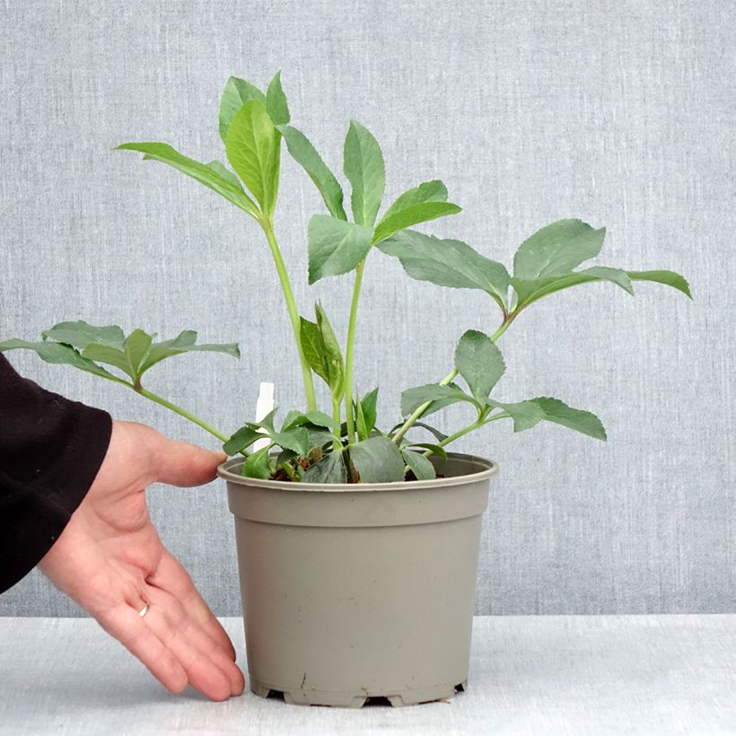Example of Hellébore orientale Anémone Picotee Pot de 2L/3L as you get in printemps