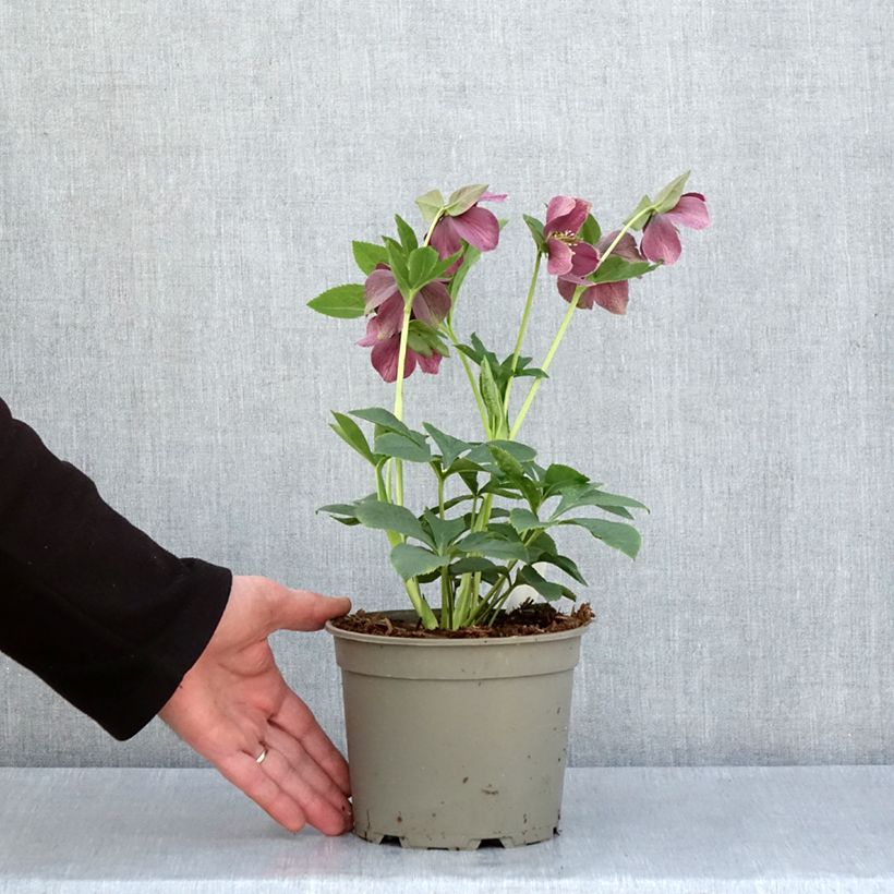 Example of Hellébore orientale Aubergine liseré Pot de 2L/3L as you get in printemps