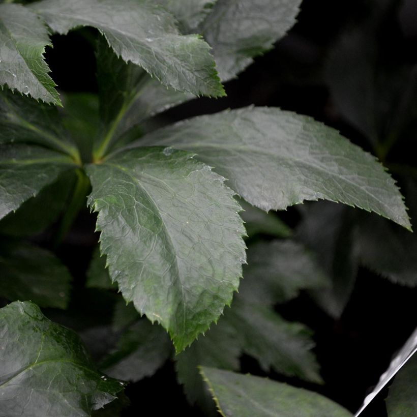 Hellébore orientale Blanc à centre rouge (Foliage)