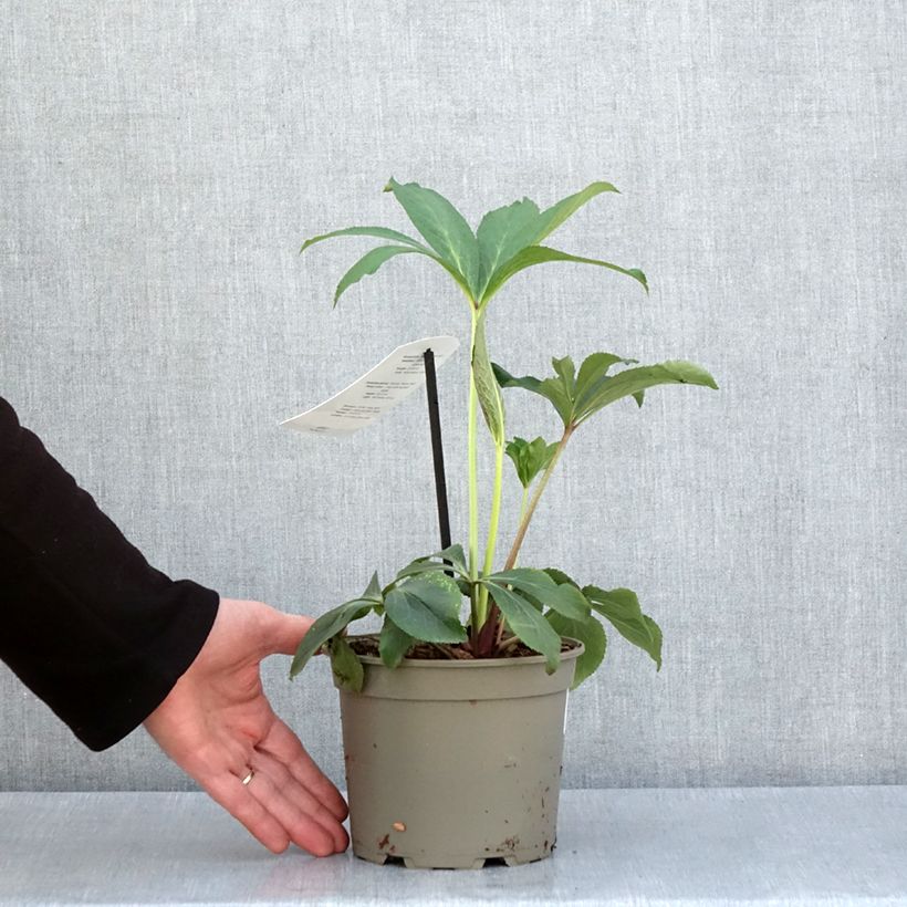 Example of Hellébore orientale Blanc à centre rouge Pot de 2L/3L as you get in printemps
