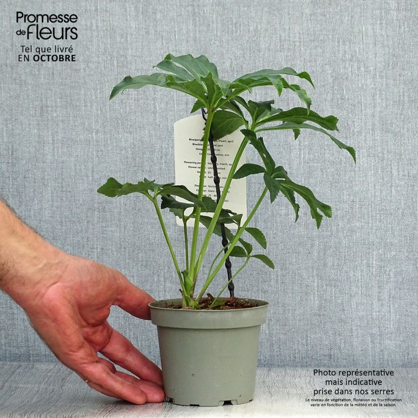 Example of Hellébore orientale Blanc guttatus Pot de 12 cm / 13 cm as you get in automne
