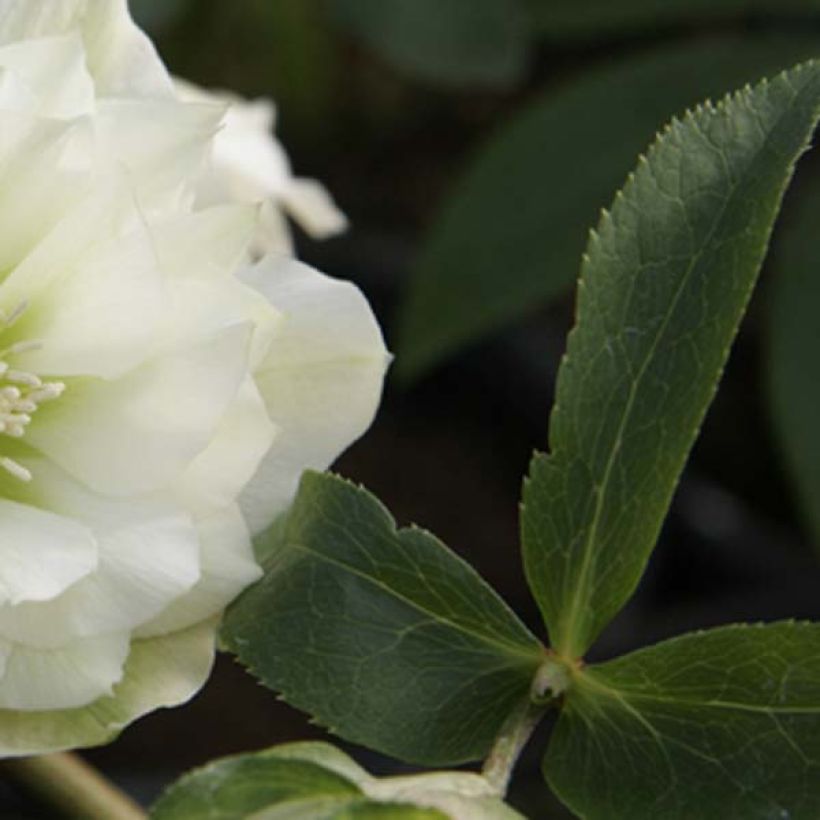 Hellébore orientale Double Blanc (Foliage)