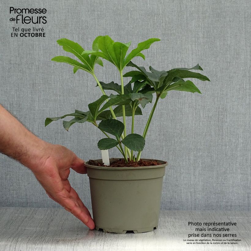 Example of Hellébore orientale Double Rouge Pot de 2L/3L as you get in automne