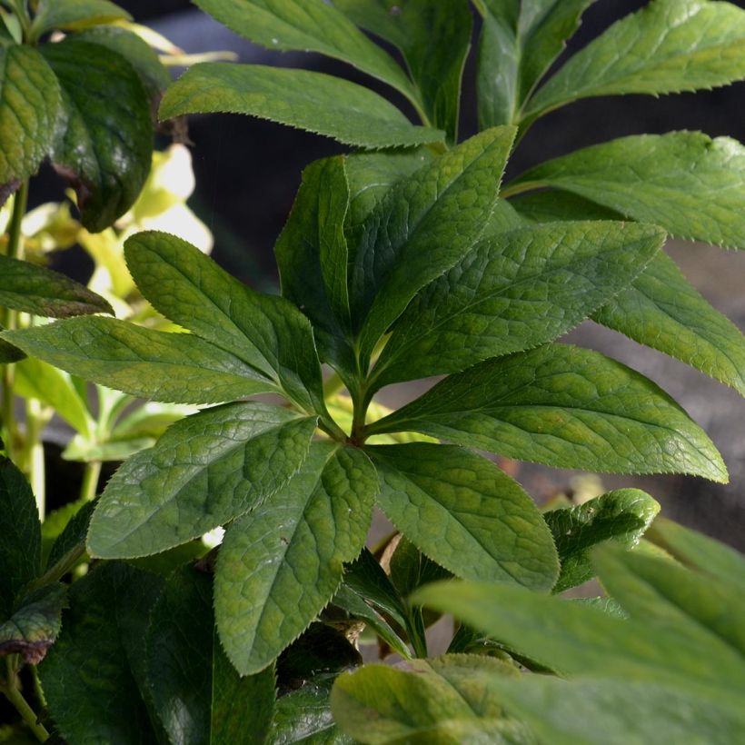 Hellébore orientale Double Noire (Foliage)