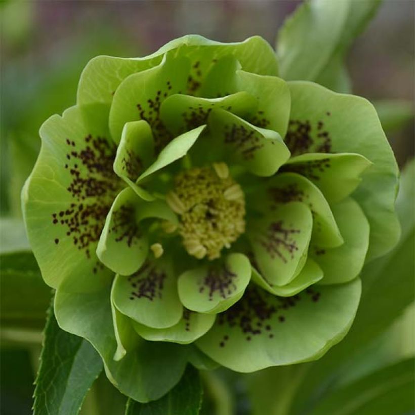 Hellébore orientale Double Verte guttatus (Flowering)