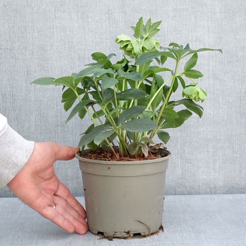 Example of Hellébore orientale Double Verte guttatus Pot de 2L/3L as you get in printemps