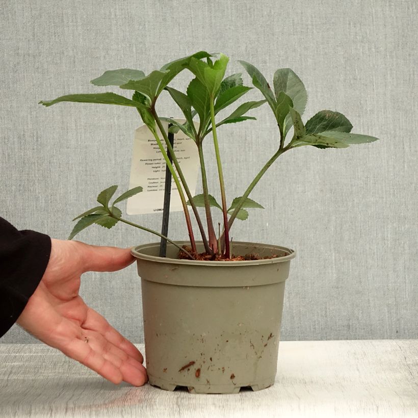 Example of Hellébore orientale Jaune guttatus Pot de 2L/3L as you get in automne
