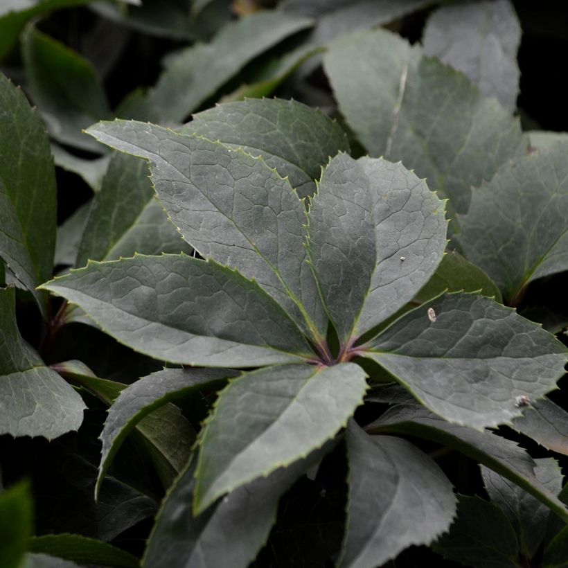 Hellébore orientale Picotee (Foliage)