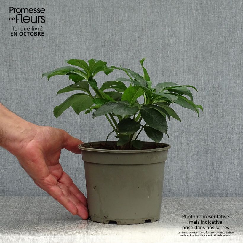 Example of Hellébore orientale Picotee Pot de 2L/3L as you get in automne