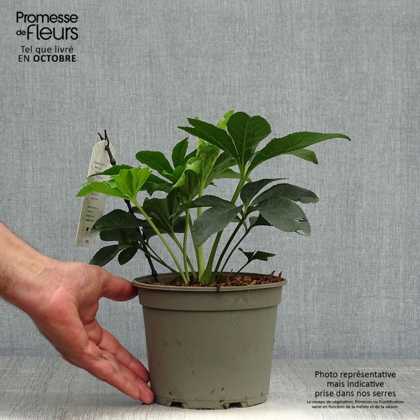 Example of Hellébore orientale Rose guttatus Pot de 2L/3L as you get in automne