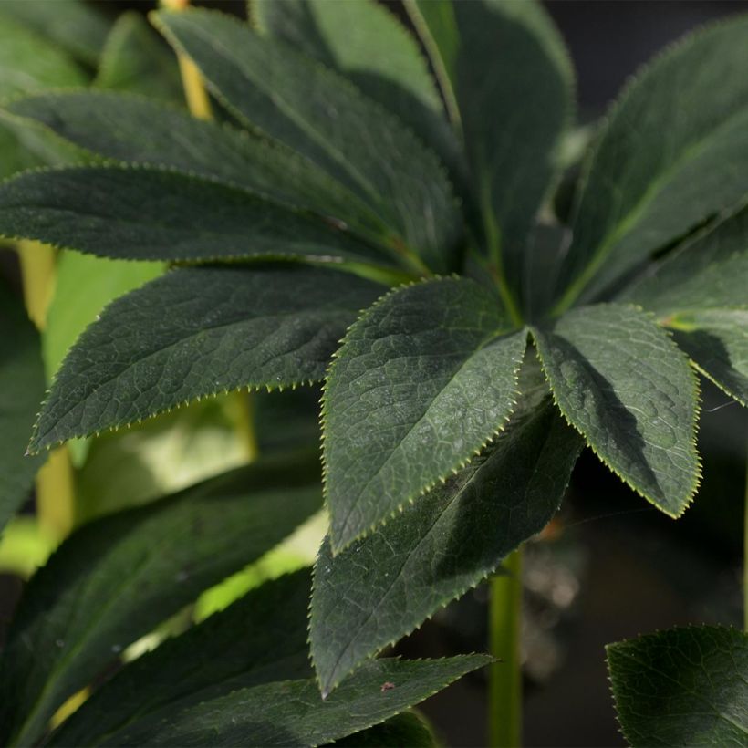 Hellébore orientale Slaty Blue (Foliage)