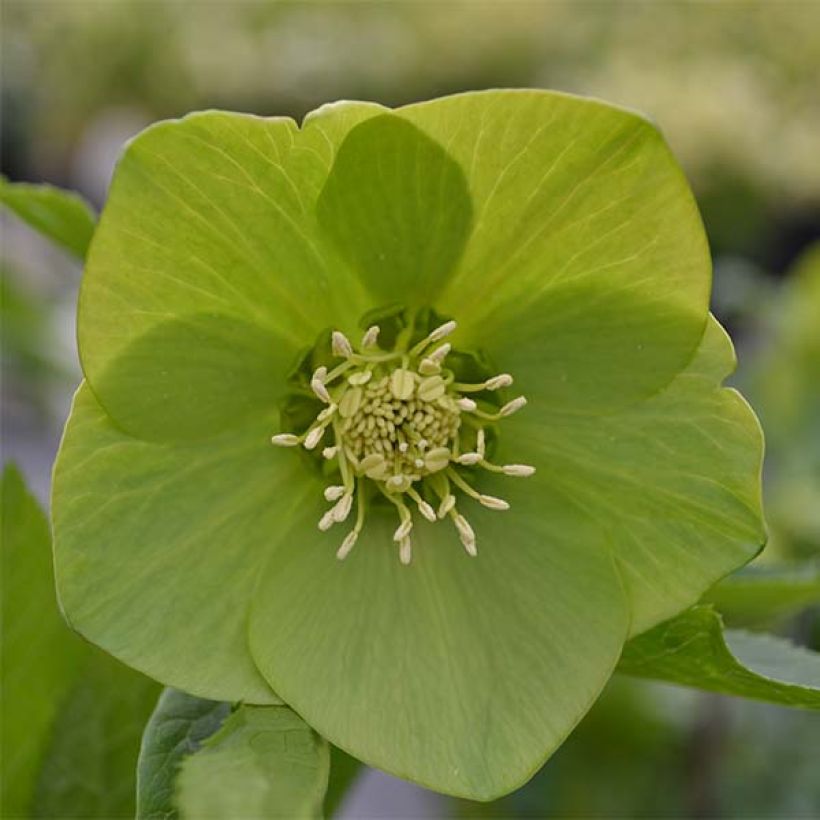 Hellébore orientale Verte (Foliage)