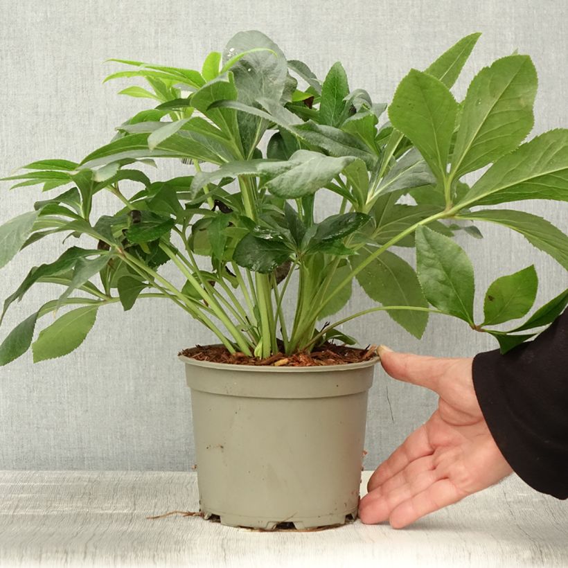 Example of Hellébore orientale ViV Alessandra Pot de 2L/3L as you get in automne